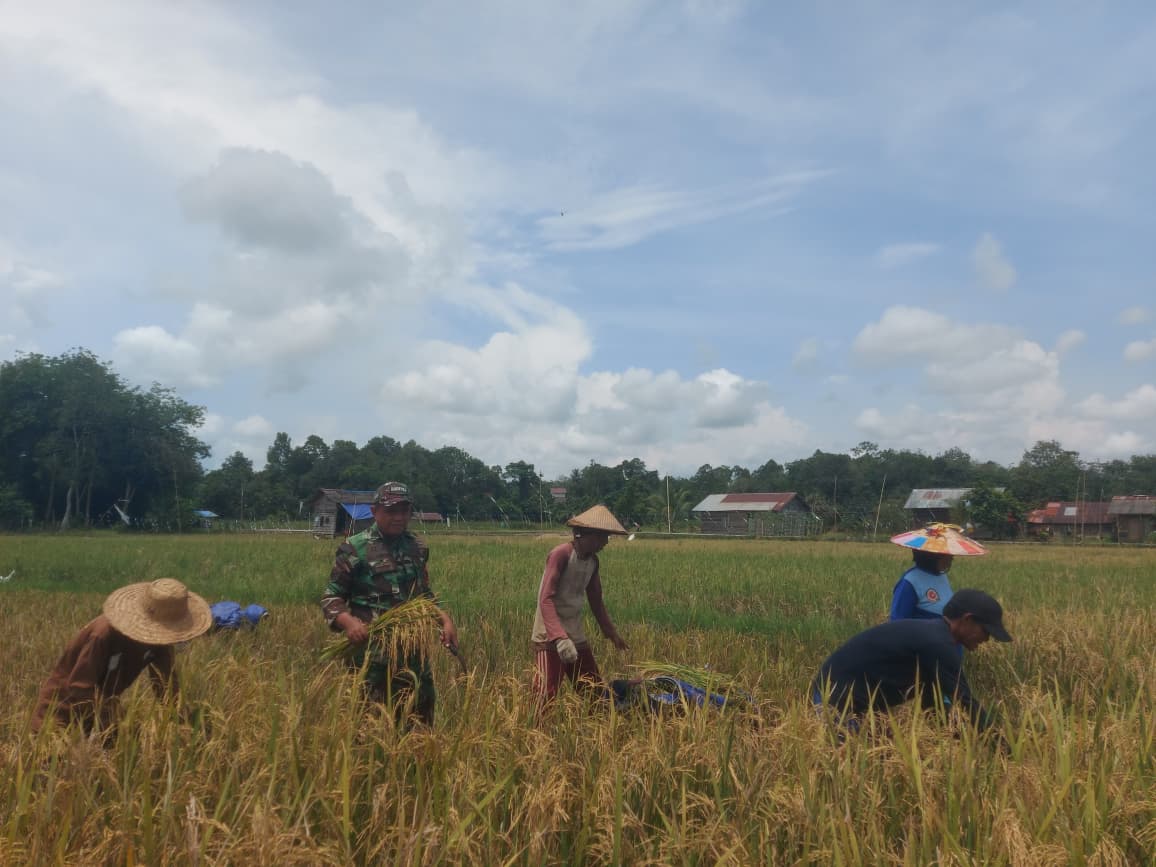 Babinsa Koramil 0901-04/Palaran Dampingi Panen Padi di Lahan ±11 Hektare Babinsa Koramil 0901-04/Palaran Dampingi Panen Padi di Lahan ±11 Hektare