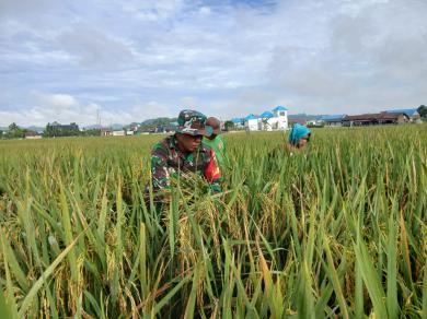 Babinsa Koramil 0901-03/Samarinda Seberang Dampingi Petani Panen Padi Di Wilayah Binaan