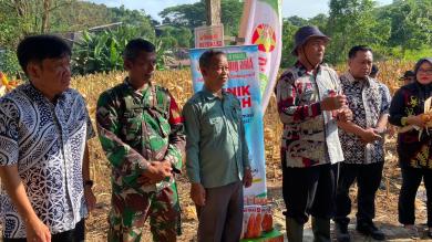 Babinsa Koramil 0901-01/Samarinda Ulu Dampingi Panen Jagung Pipil di Bukit Pinang Babinsa Koramil 0901-01/Samarinda Ulu Dampingi Panen Jagung Pipil di Bukit Pinang