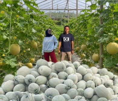 Ibrahim, dari Tehnik ke Perbankan Hingga Sukses di Industri Pertanian Melon Ibrahim, dari Tehnik ke Perbankan Hingga Sukses di Industri Pertanian Melon